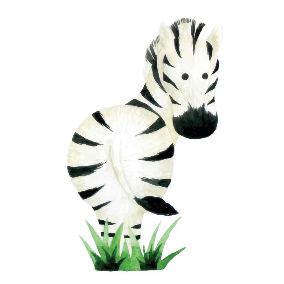 watercolor drawing. cute zebra character. isolated on white background animal zebra. drawing for children forest animals, zoo vector