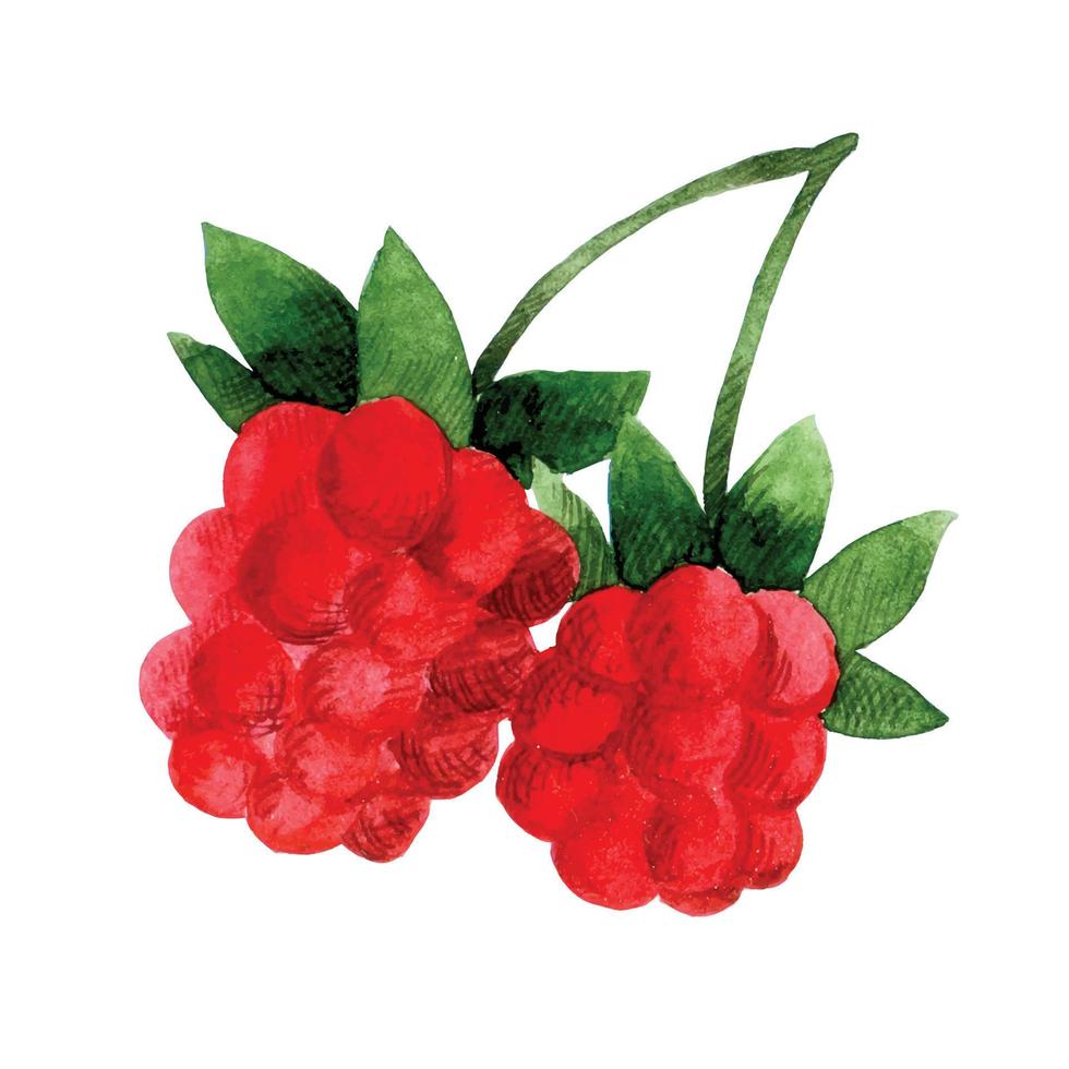 watercolor drawing, clipart. cute raspberries. children's illustration