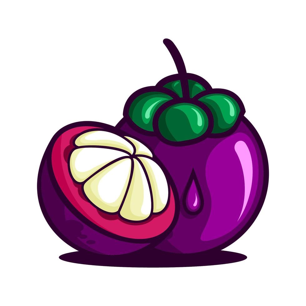 MANGOSTEEN FRUIT VECTOR