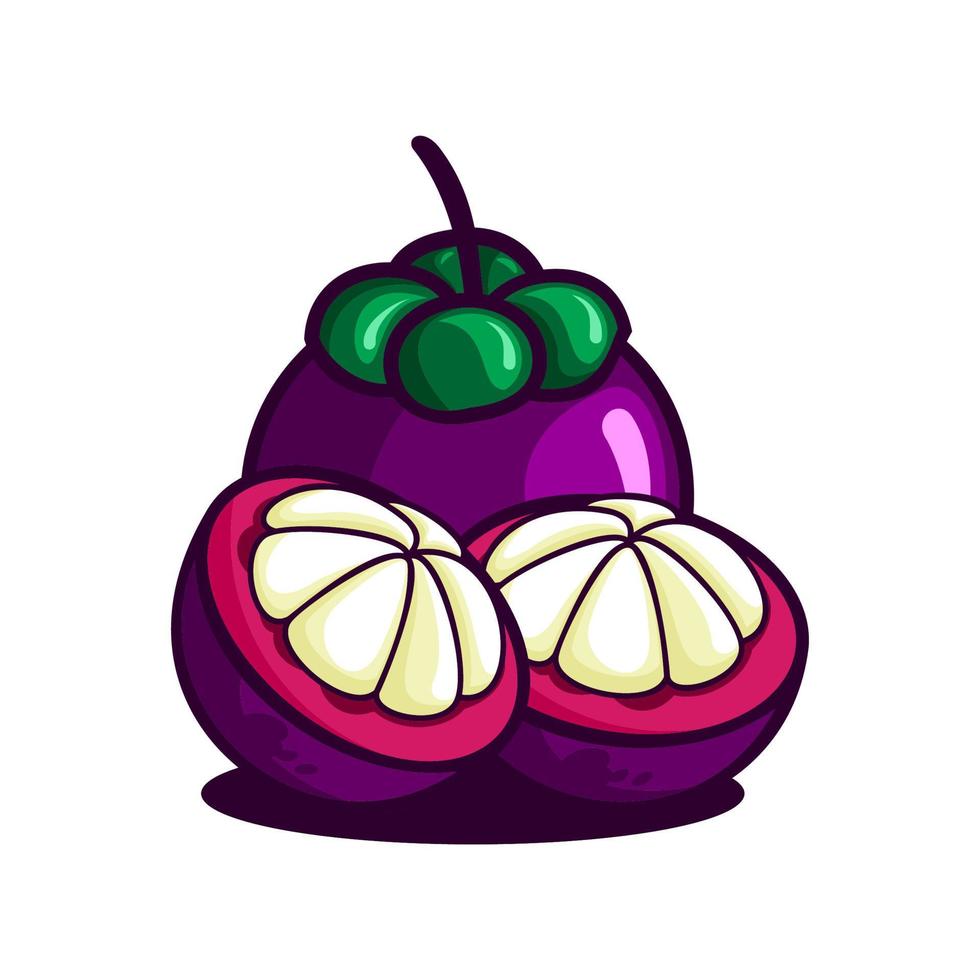 ilustración vectorial de la fruta del mangostán, vector dividido del mangostán