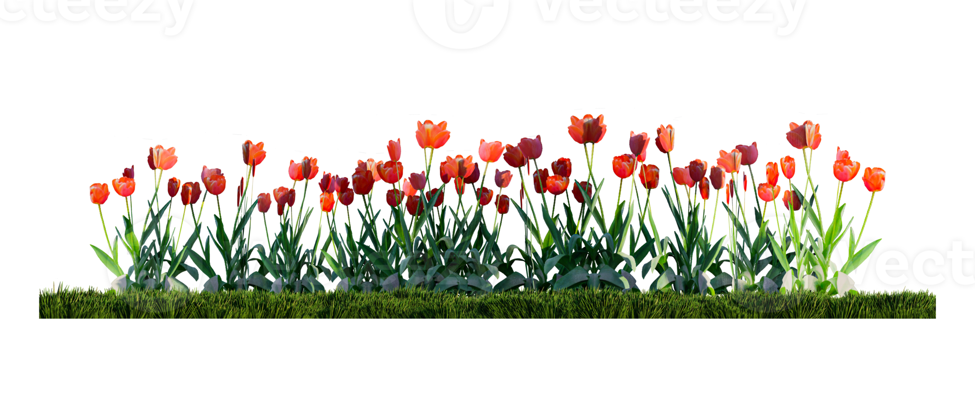 A render image of colorful tulips in the green grass field png