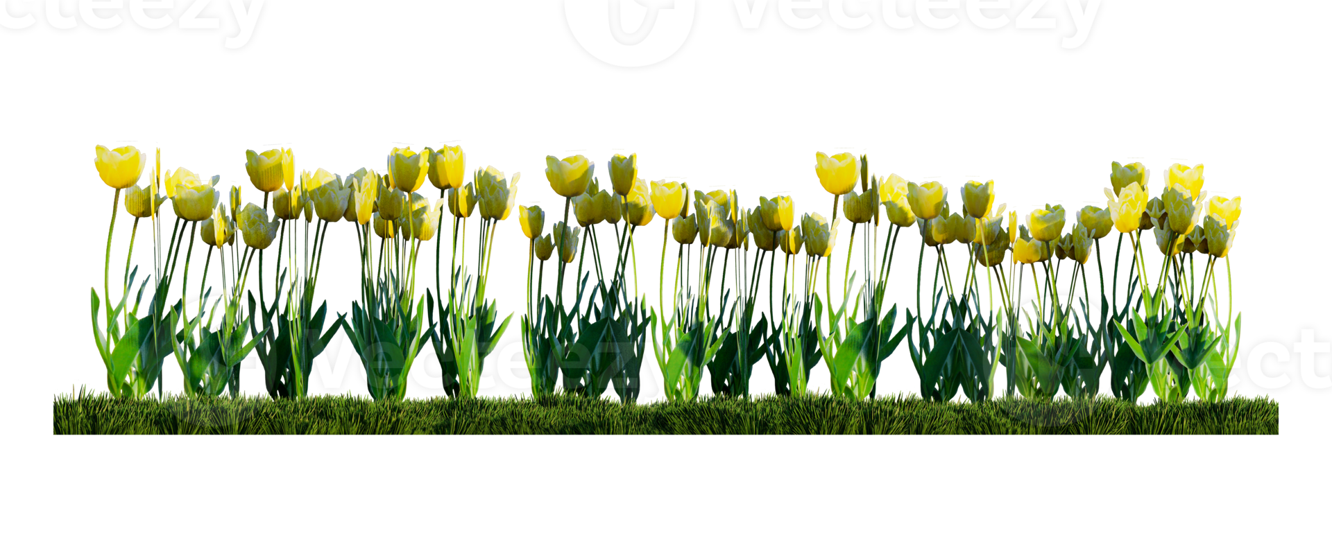 A render image of colorful tulips in the green grass field png