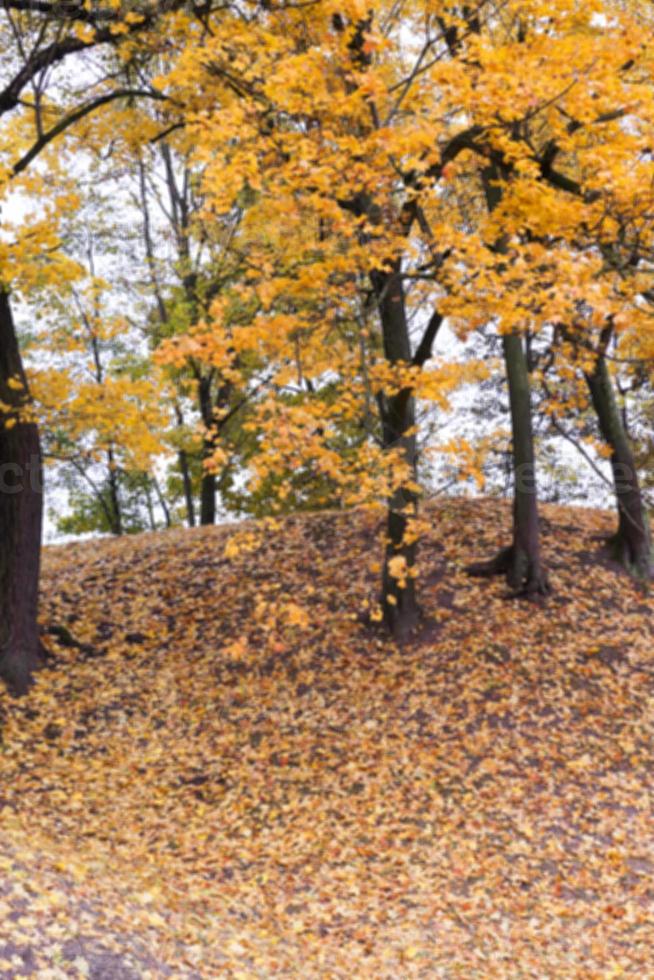 autumn in the park photo