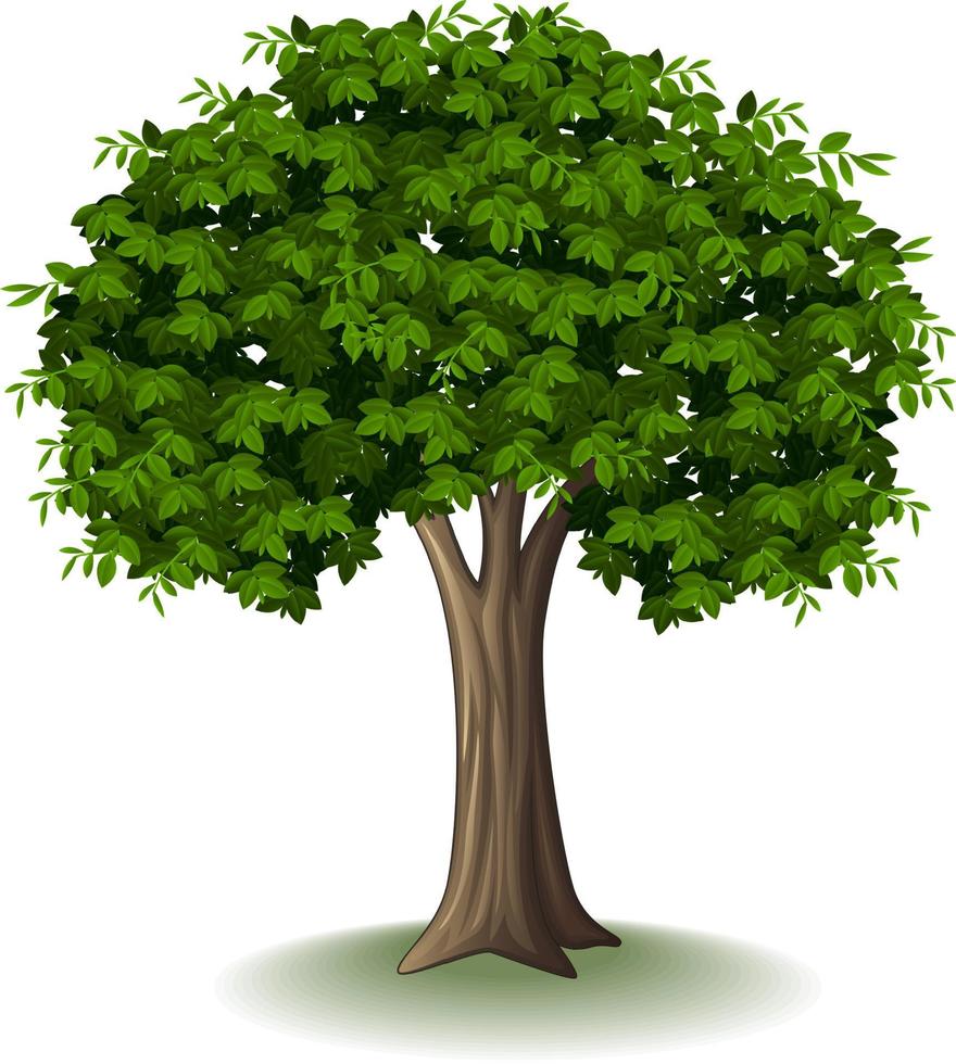 Tree isolated on white background vector