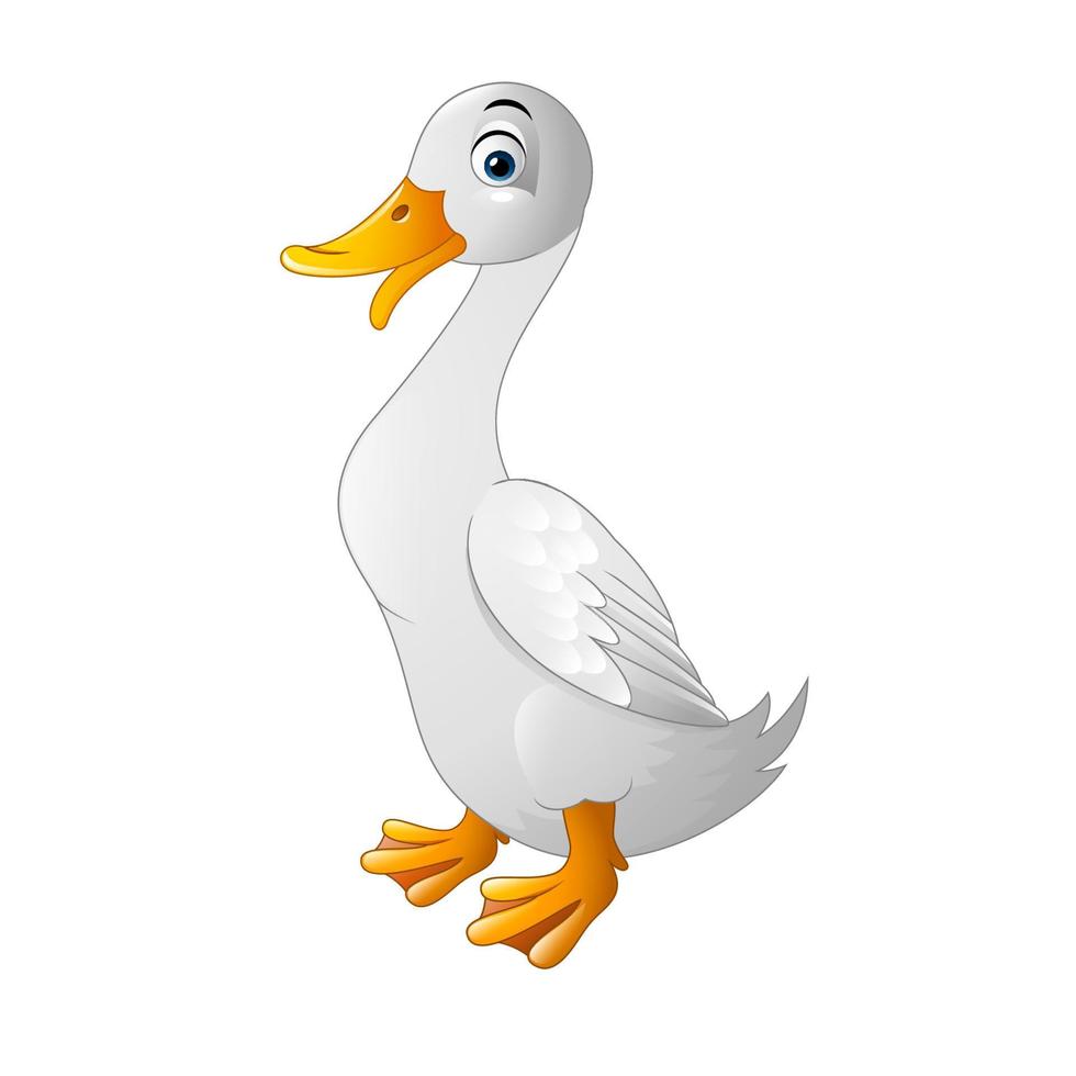 cartoon white duck vector