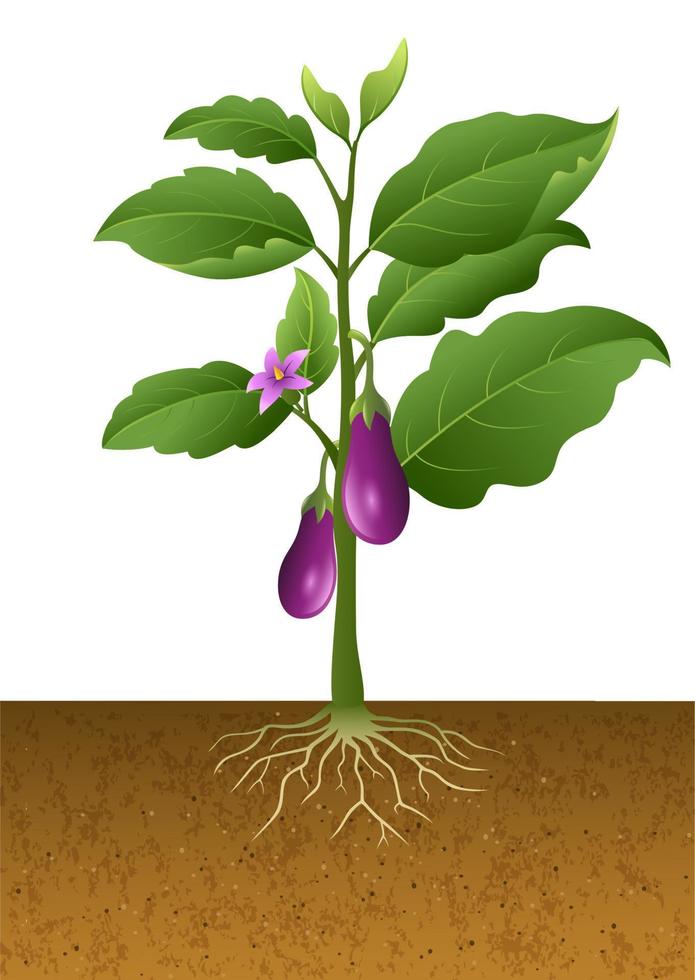 Eggplant with root under ground vector