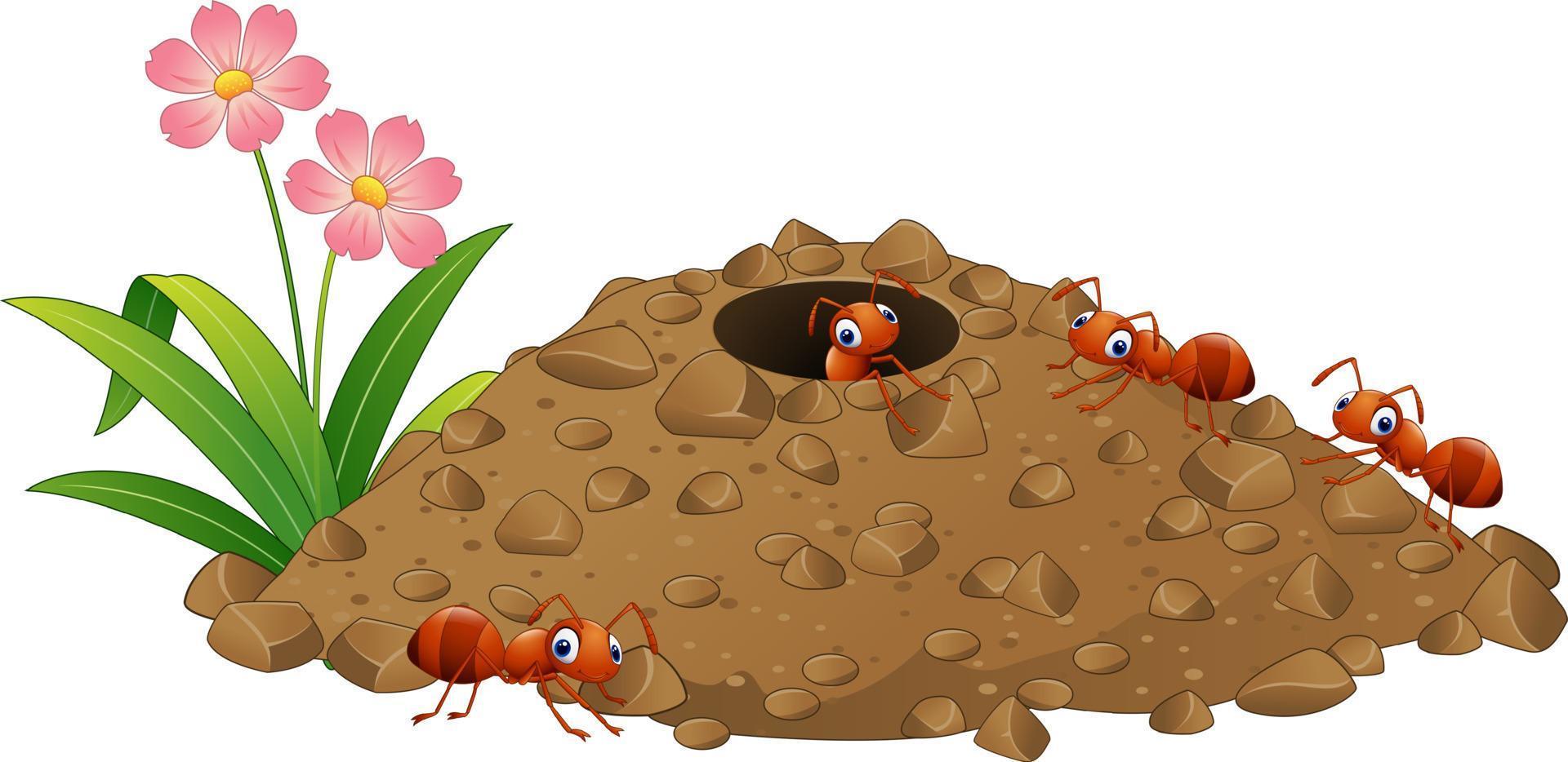 Cartoon ants colony and ant hill vector