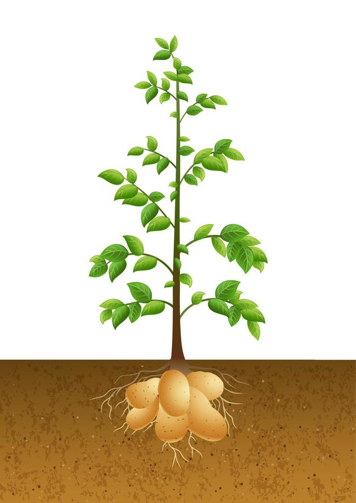 Potatoes plant under the ground vector