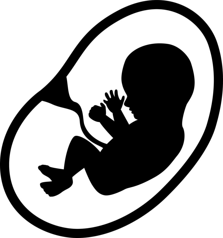 Fetus Isolated on White Background vector