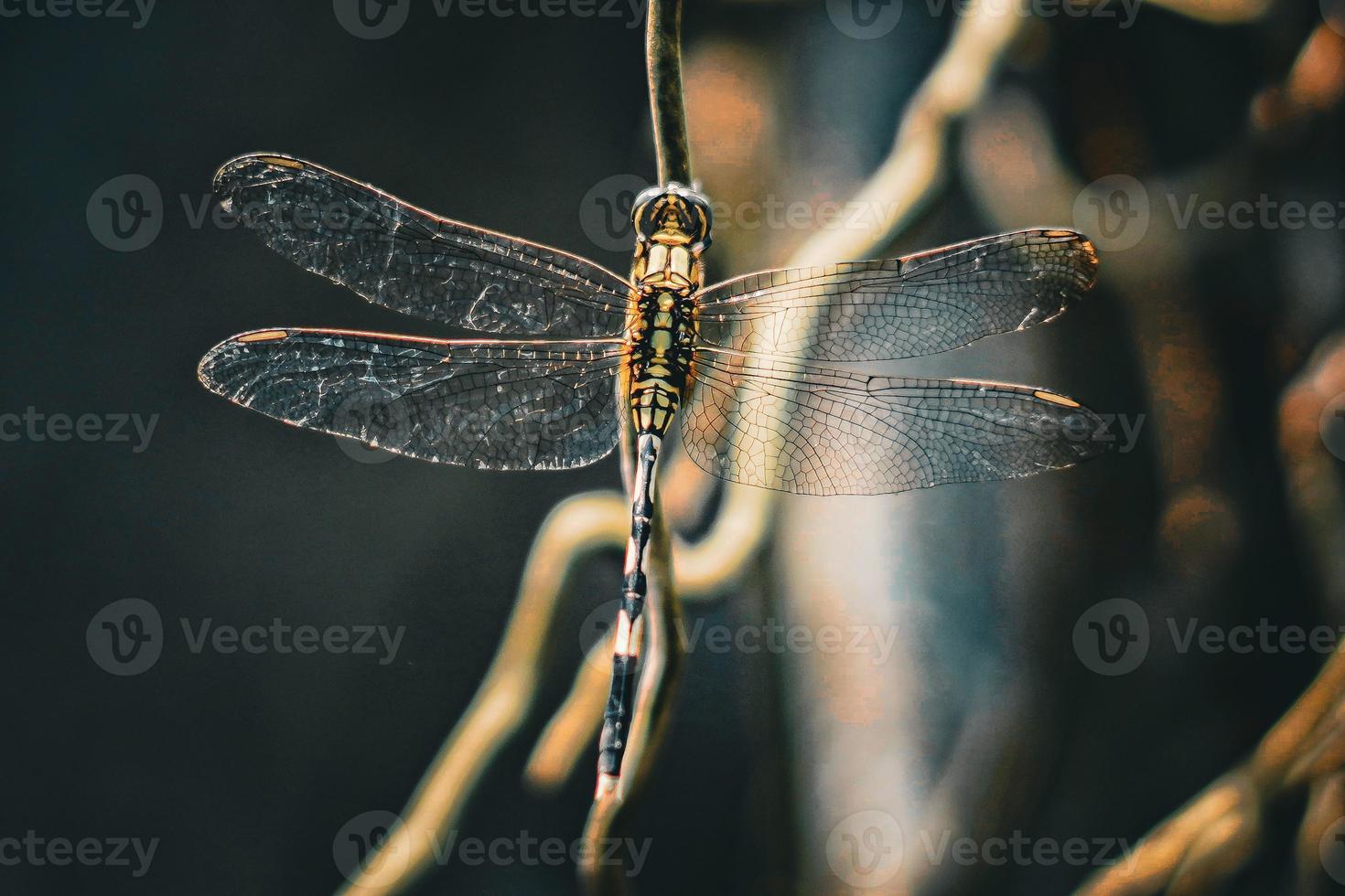 dragonfly that perches on a plant branch during the day nature background premium photo