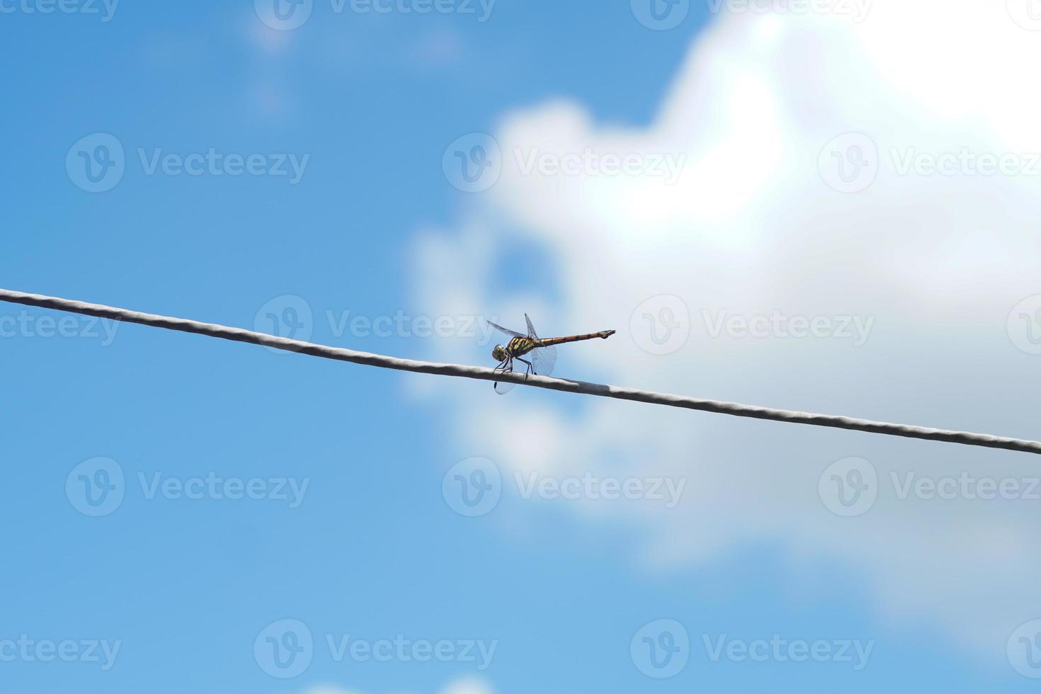 green dragonfly perched on cable with clear blue and white sky clouds photo