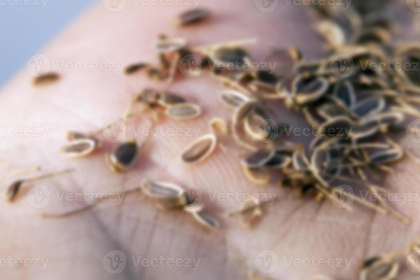 mature seeds of dill photo