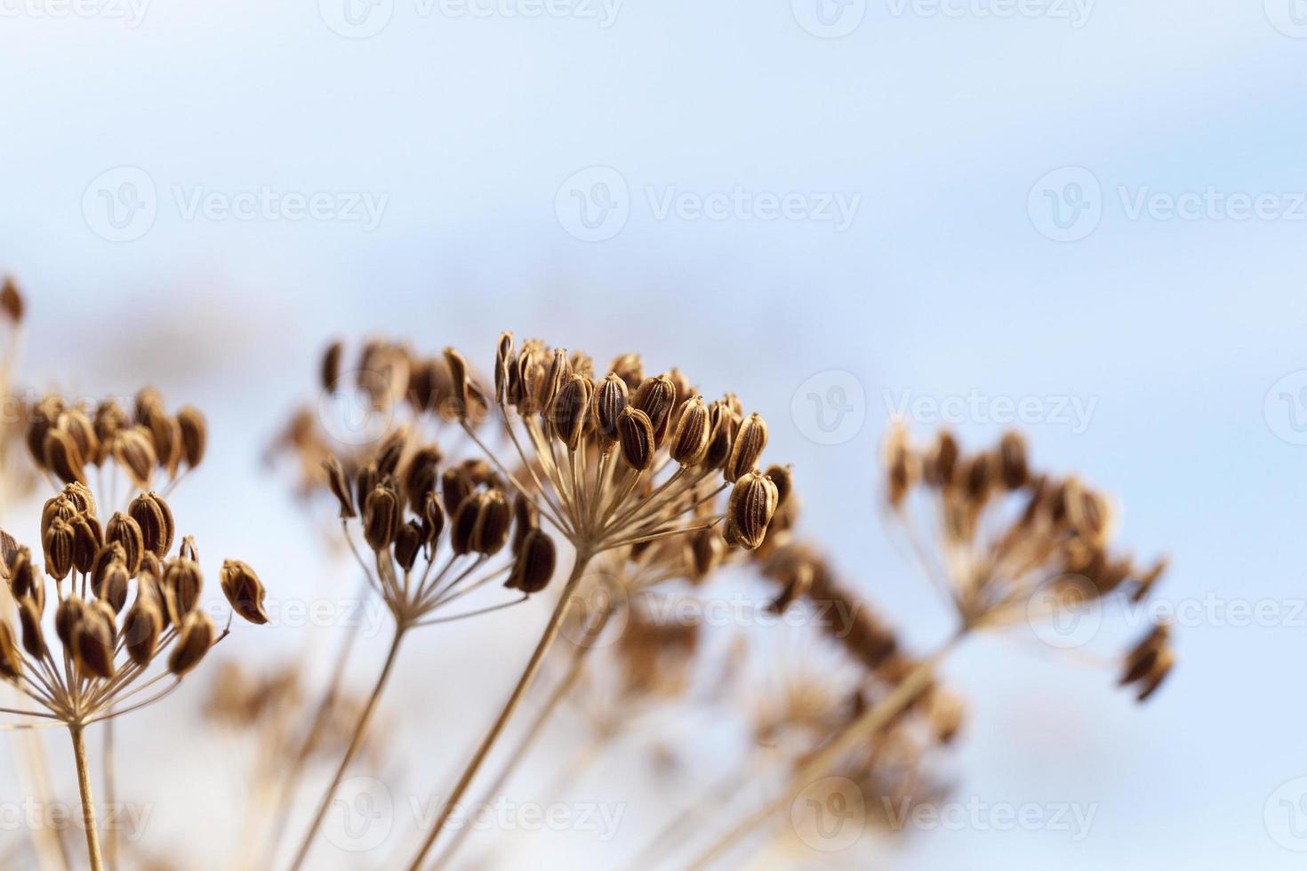 mature dill close-up photo