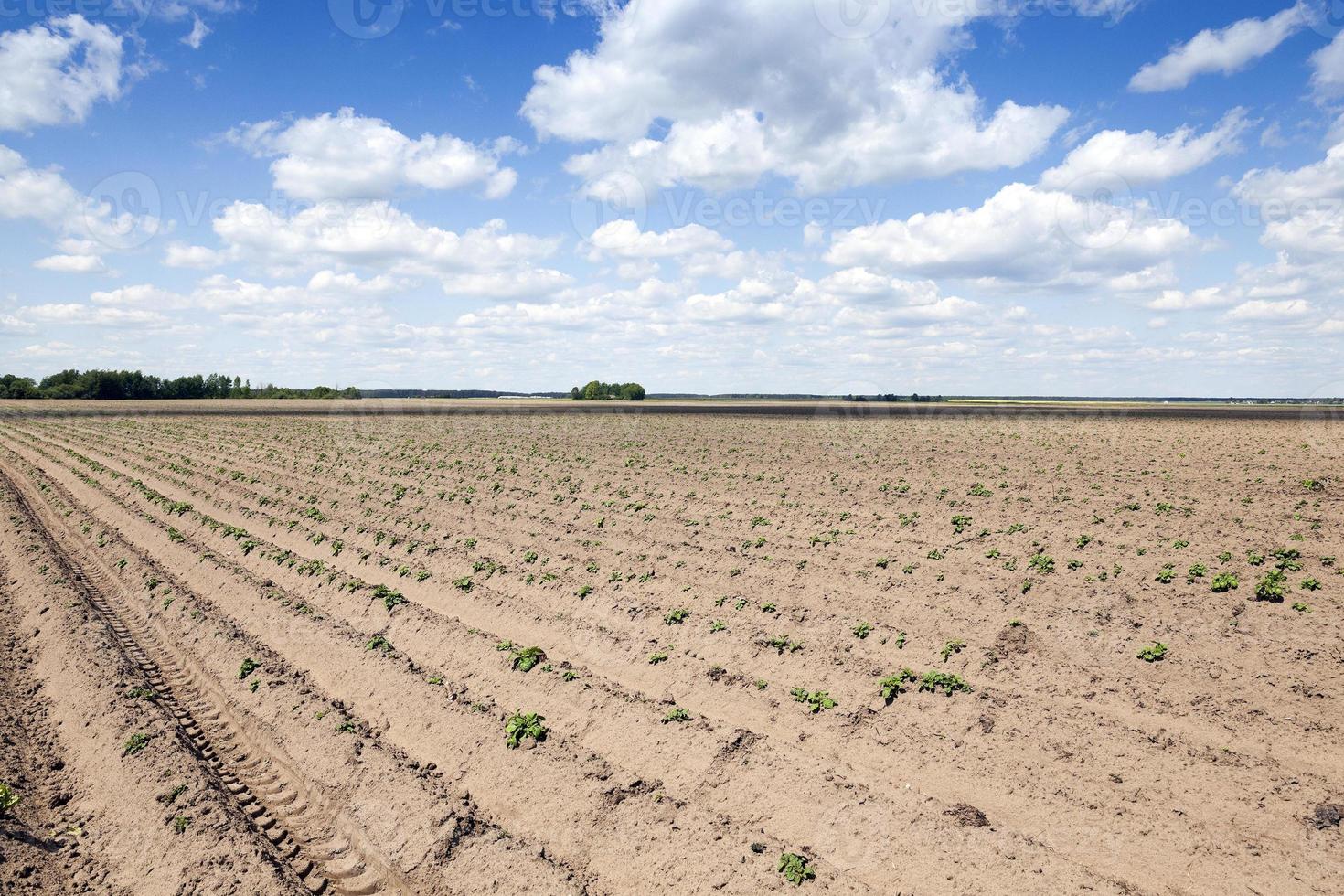 campo de patatas, primavera foto