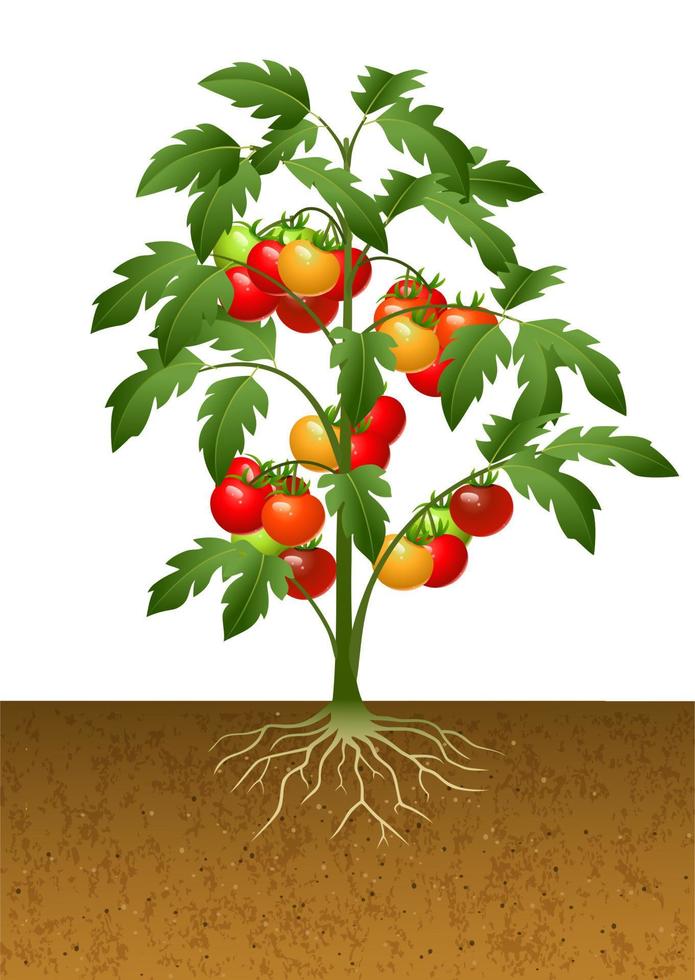 Tomato plant with root under the ground vector