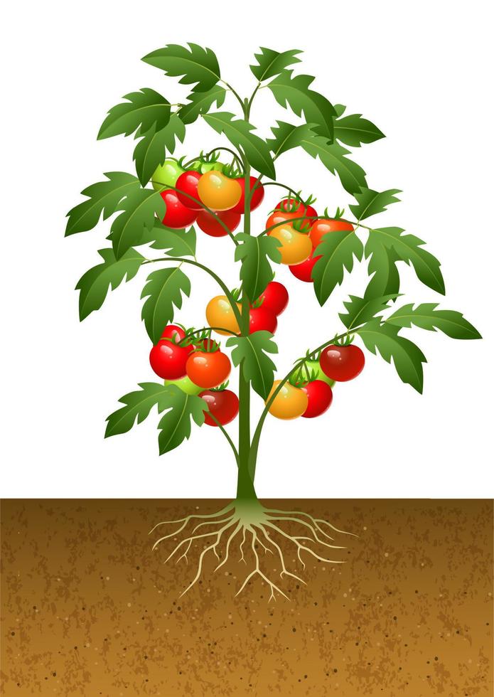 planta de tomate con raíz bajo tierra vector