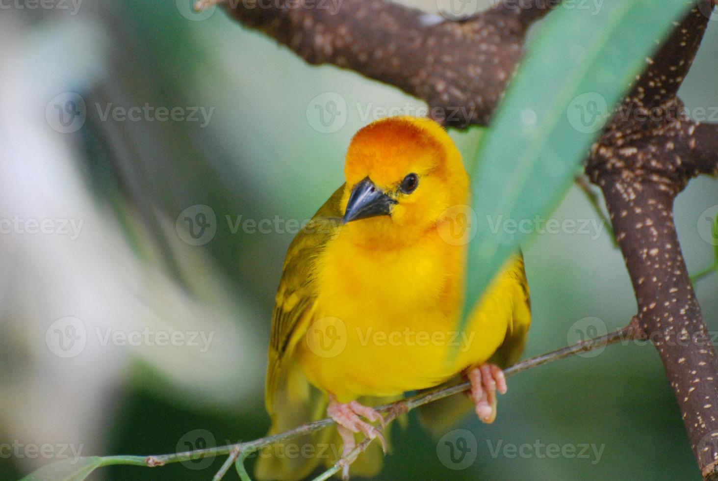 Up Close with a Yellow Warbler Bird photo