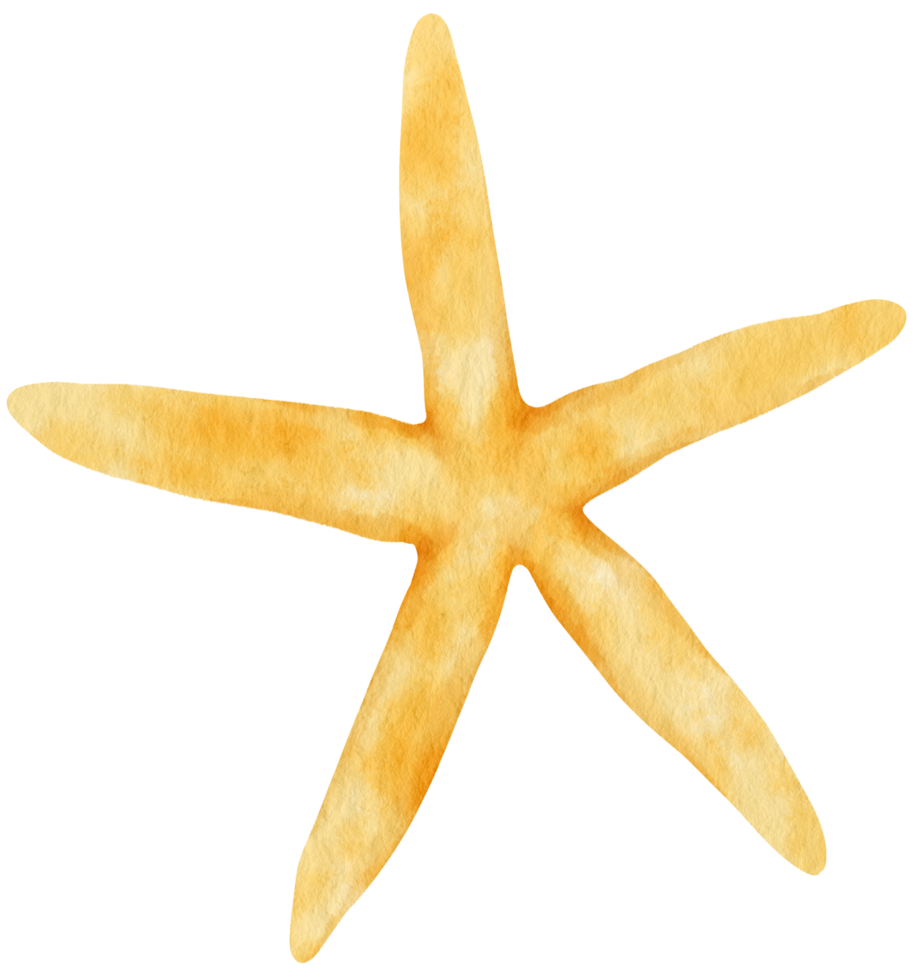 Starfish or sea stars watercolor illustration png