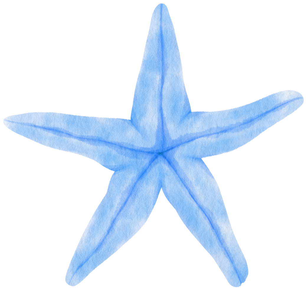 Starfish or sea stars watercolor illustration png