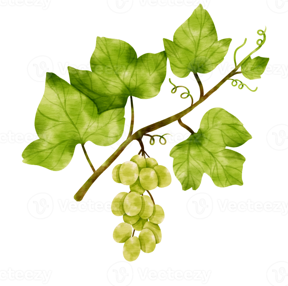 branche de raisins verts avec des feuilles et des fruits style aquarelle pour élément décoratif png