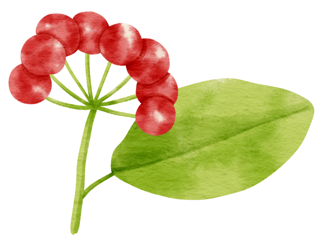 Branch of Red berries watercolor style Decorative Element png