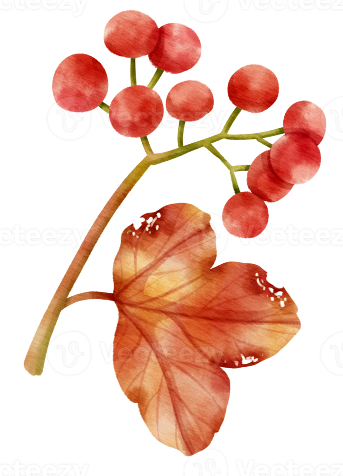 Branch of Red berries watercolor style Decorative Element png