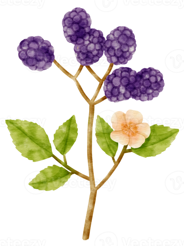 Branch of Black berries watercolor style Decorative Element png
