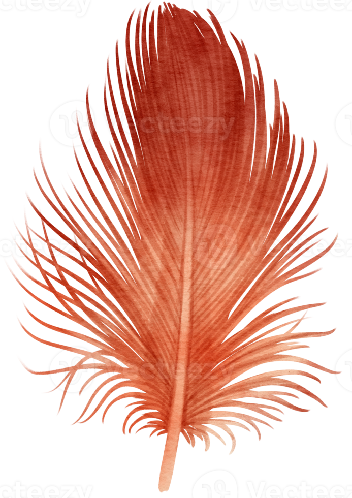 Red Feather watercolor hand painted illustration for Decorative Element