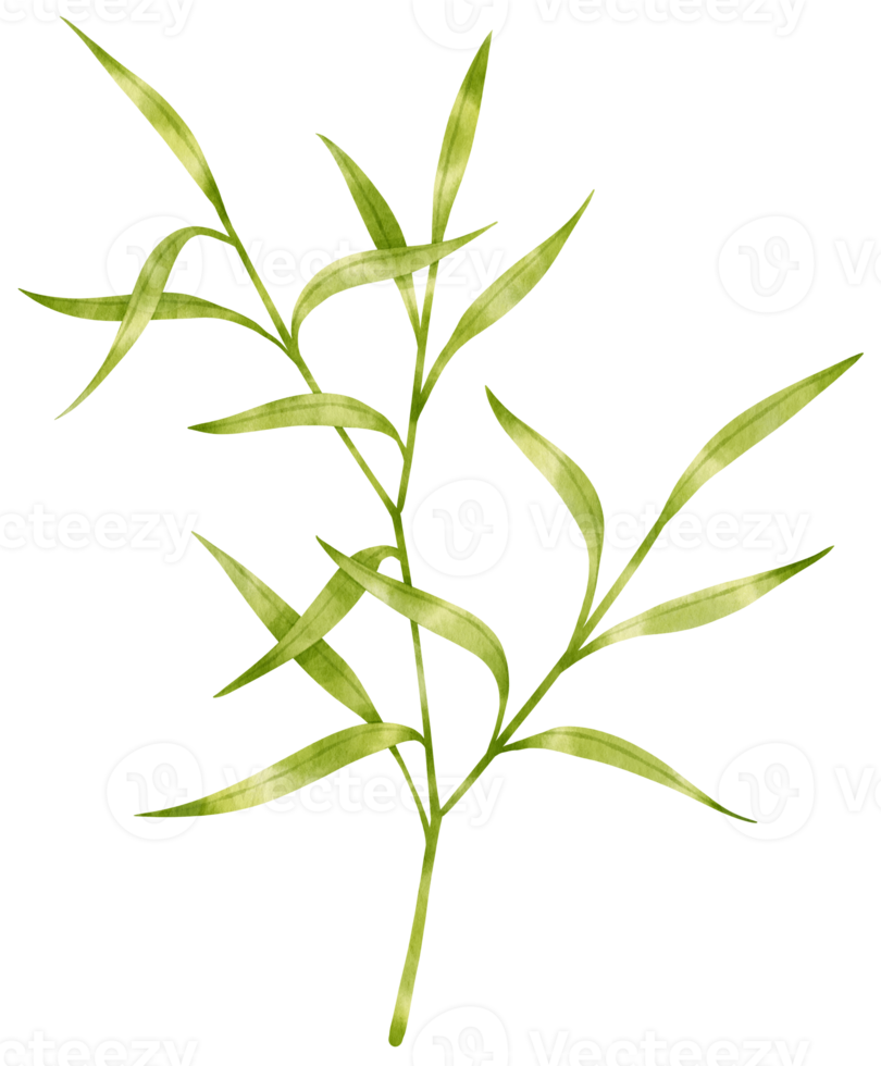 akvarell färska gröna blad gren för dekorativa png