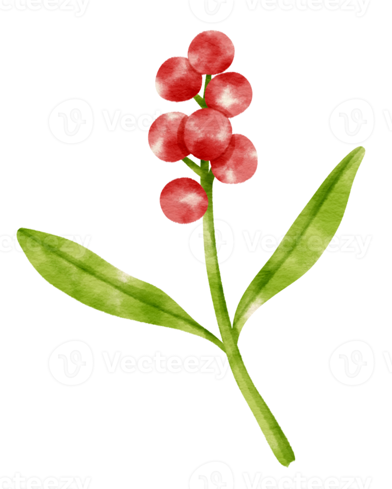 Branch of Red berries watercolor style Decorative Element png