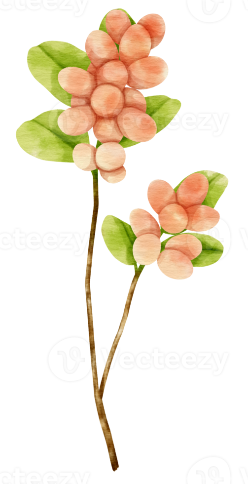 Branch of berries watercolor style for Decorative Element png