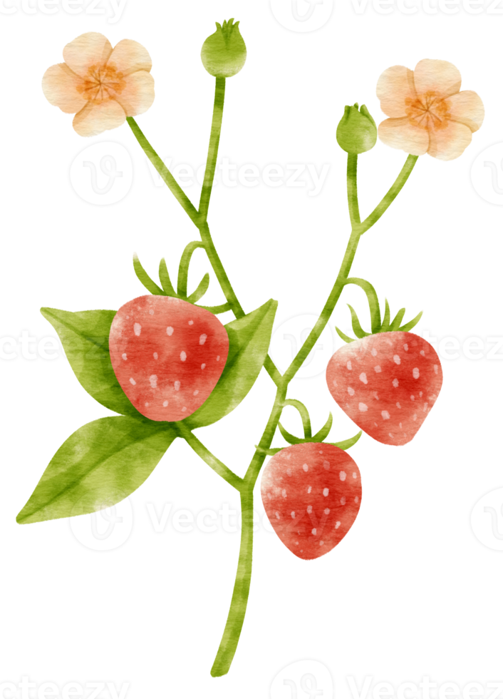 jordgubbsfrukt akvarell stil för tacksägelse dekorativa element png