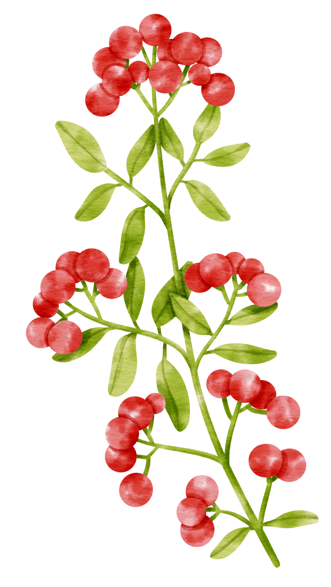 Branch of Red berries watercolor style Decorative Element 9695008 PNG