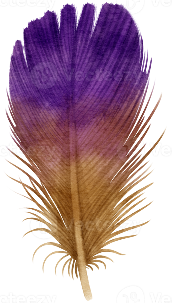 illustrazione dipinta a mano dell'acquerello della piuma viola per l'elemento decorativo png