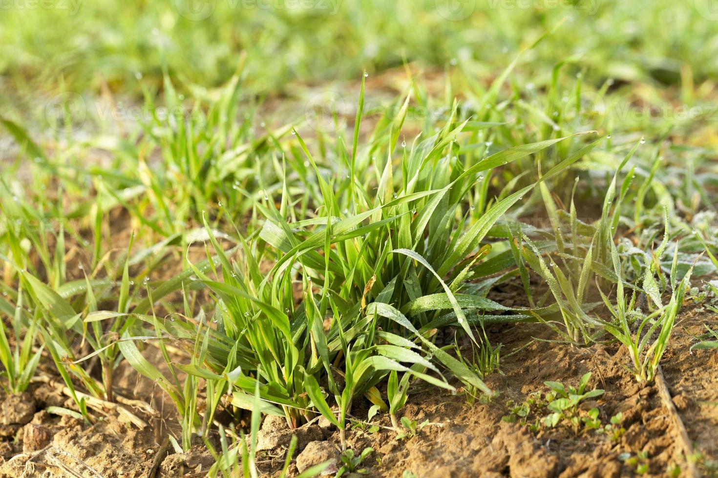 young grass plants, close-up photo