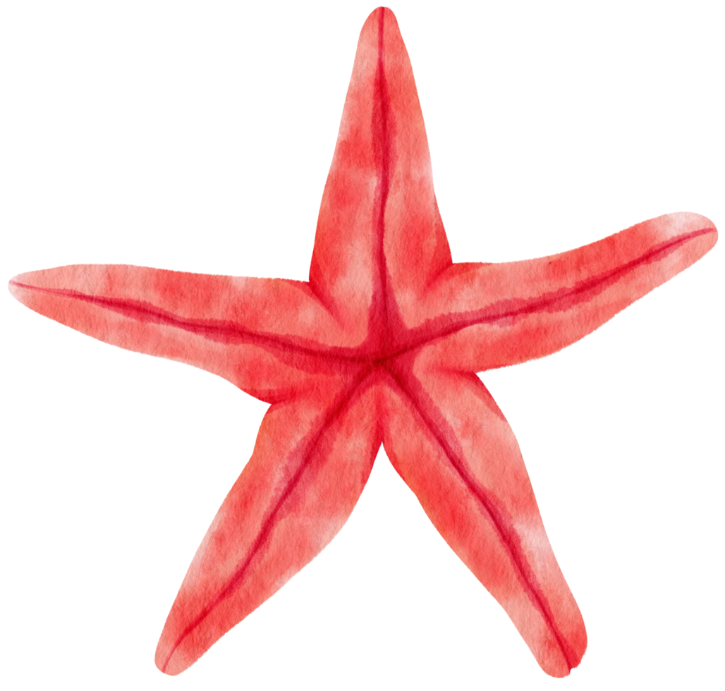 Starfish or sea stars watercolor illustration png