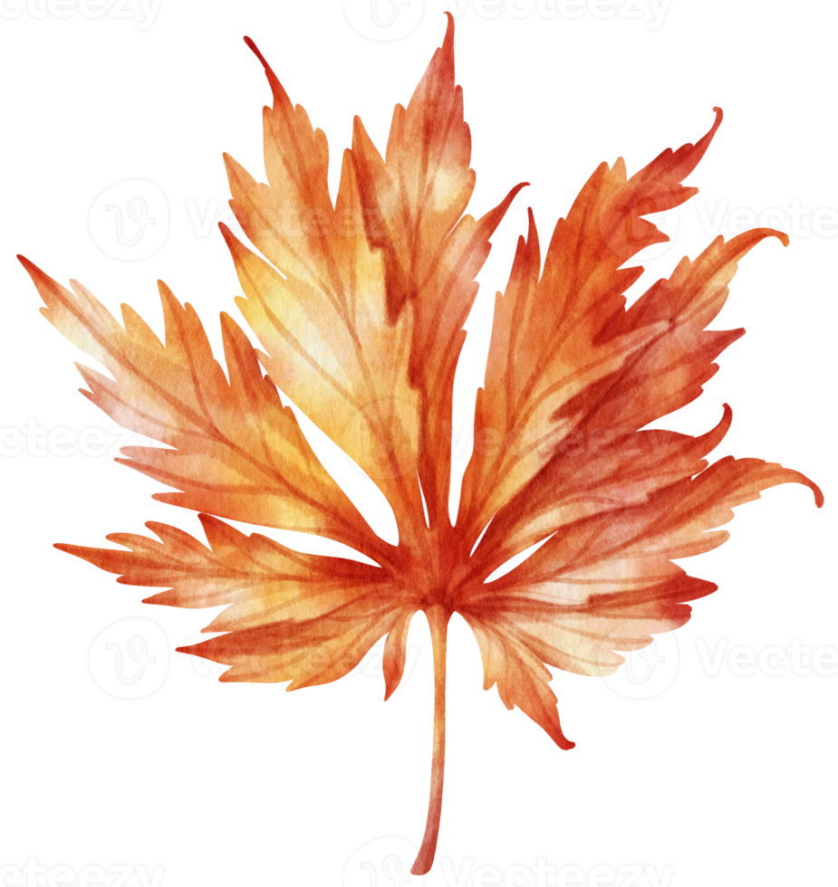 watercolor autumn leaf for decorative png
