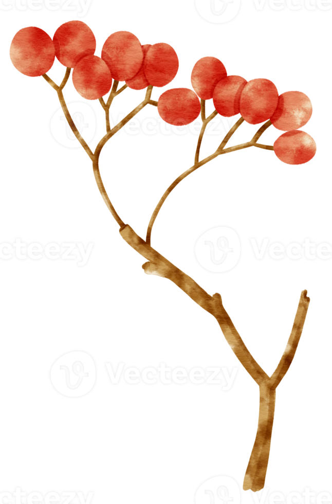 Branch of Red berries watercolor style Decorative Element png
