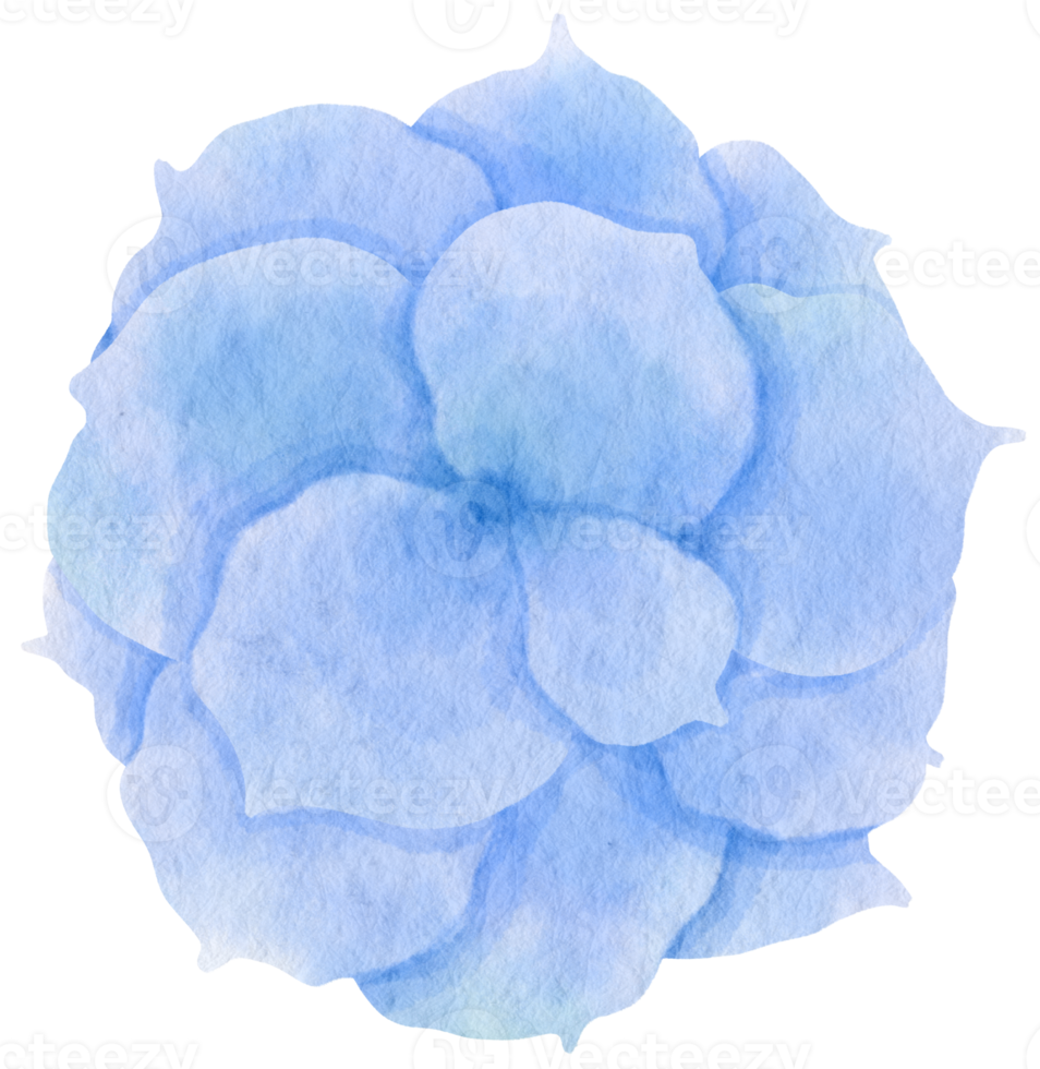 aquarelle fleur bleue peinte pour élément décoratif png