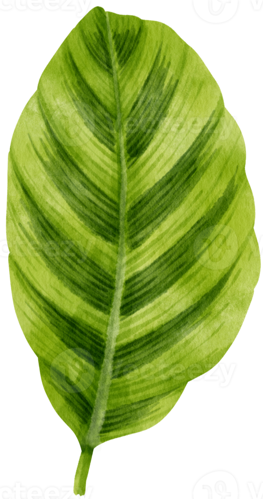 watercolor fresh green tropical leaves branch for decorative png