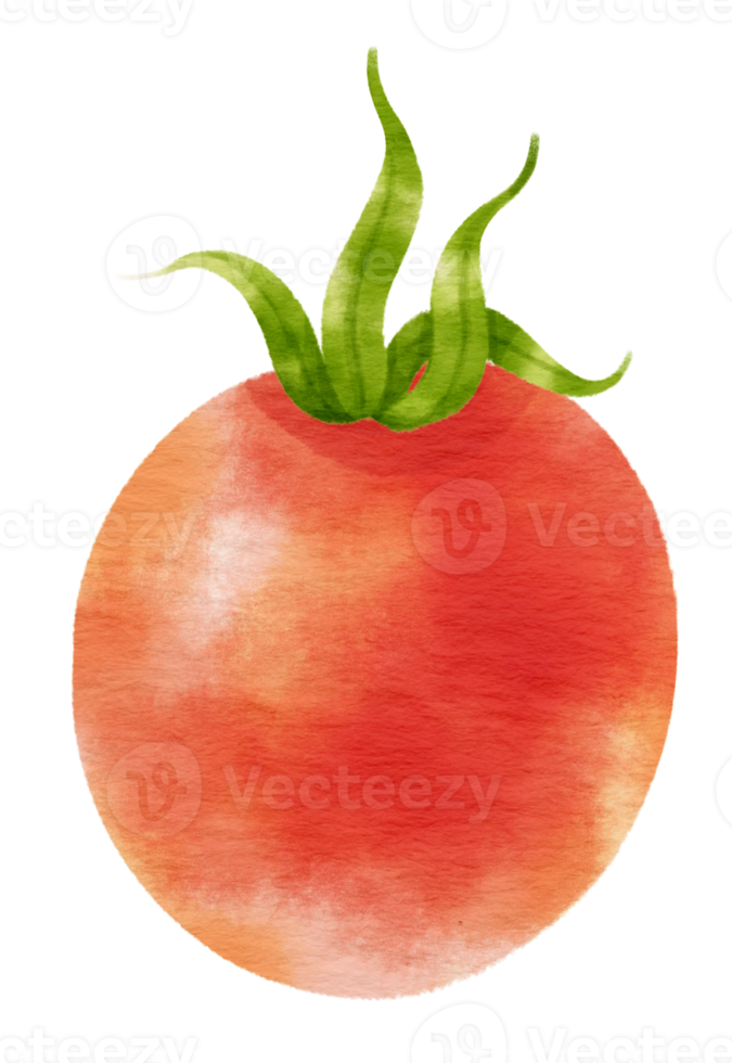Red Tomato watercolor style for Thanksgiving Decorative Element png