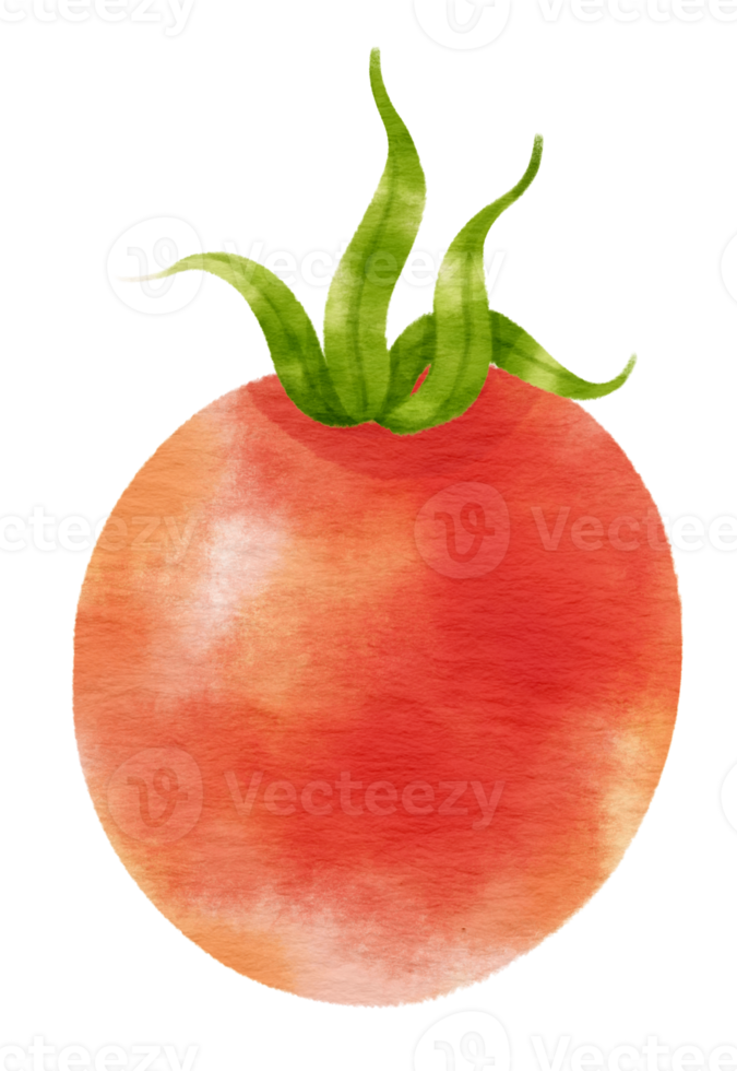 estilo aquarela de tomate vermelho para elemento decorativo de ação de graças png