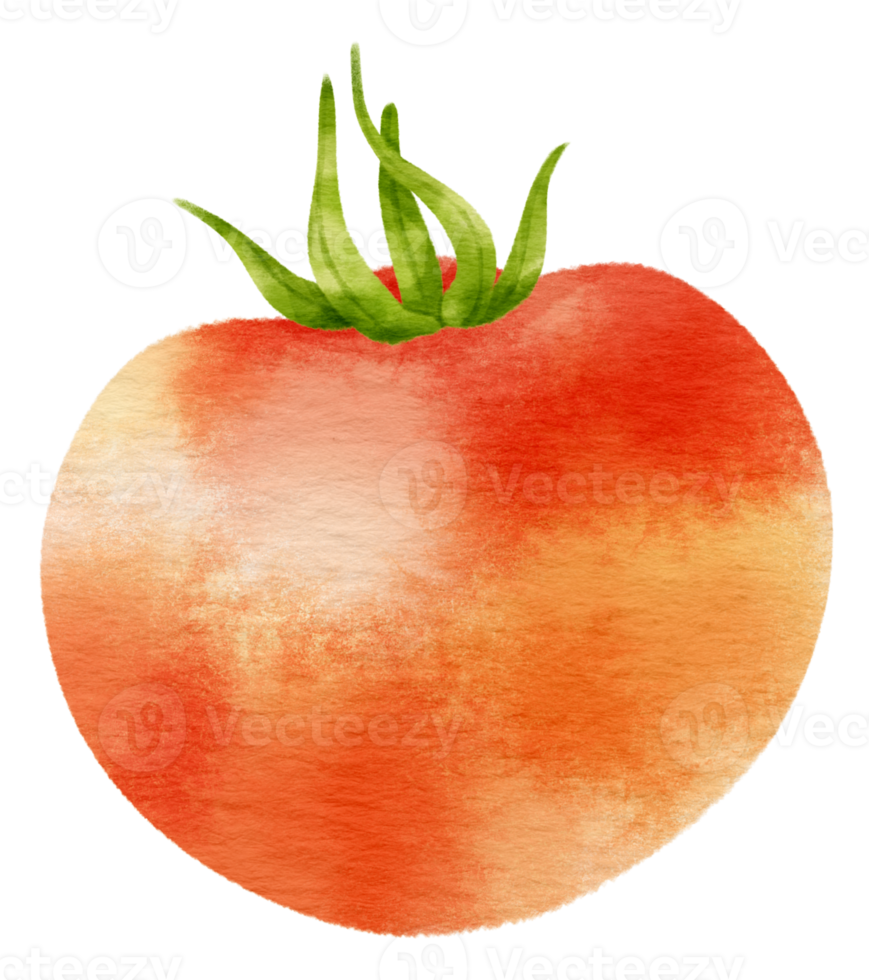 Red Tomato watercolor style for Thanksgiving Decorative Element png