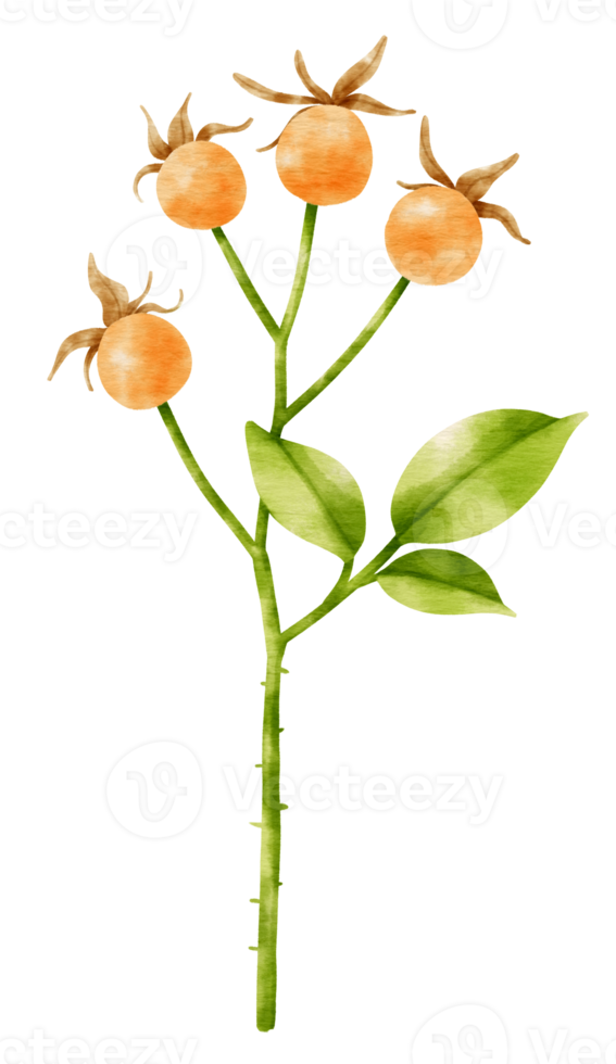 gren av gula bär akvarell stil dekorativa element png