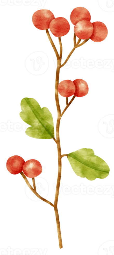 Branch of Red berries watercolor style Decorative Element png