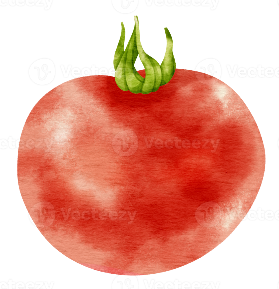 Red Tomato watercolor style for Thanksgiving Decorative Element png
