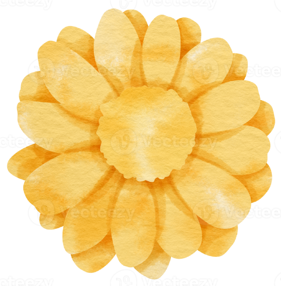 aquarelle fleur jaune peinte pour élément décoratif png