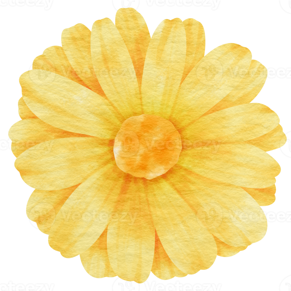 Yellow flower watercolor painted for Decorative Element png