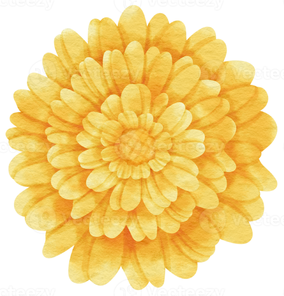 Yellow flower watercolor painted for Decorative Element png