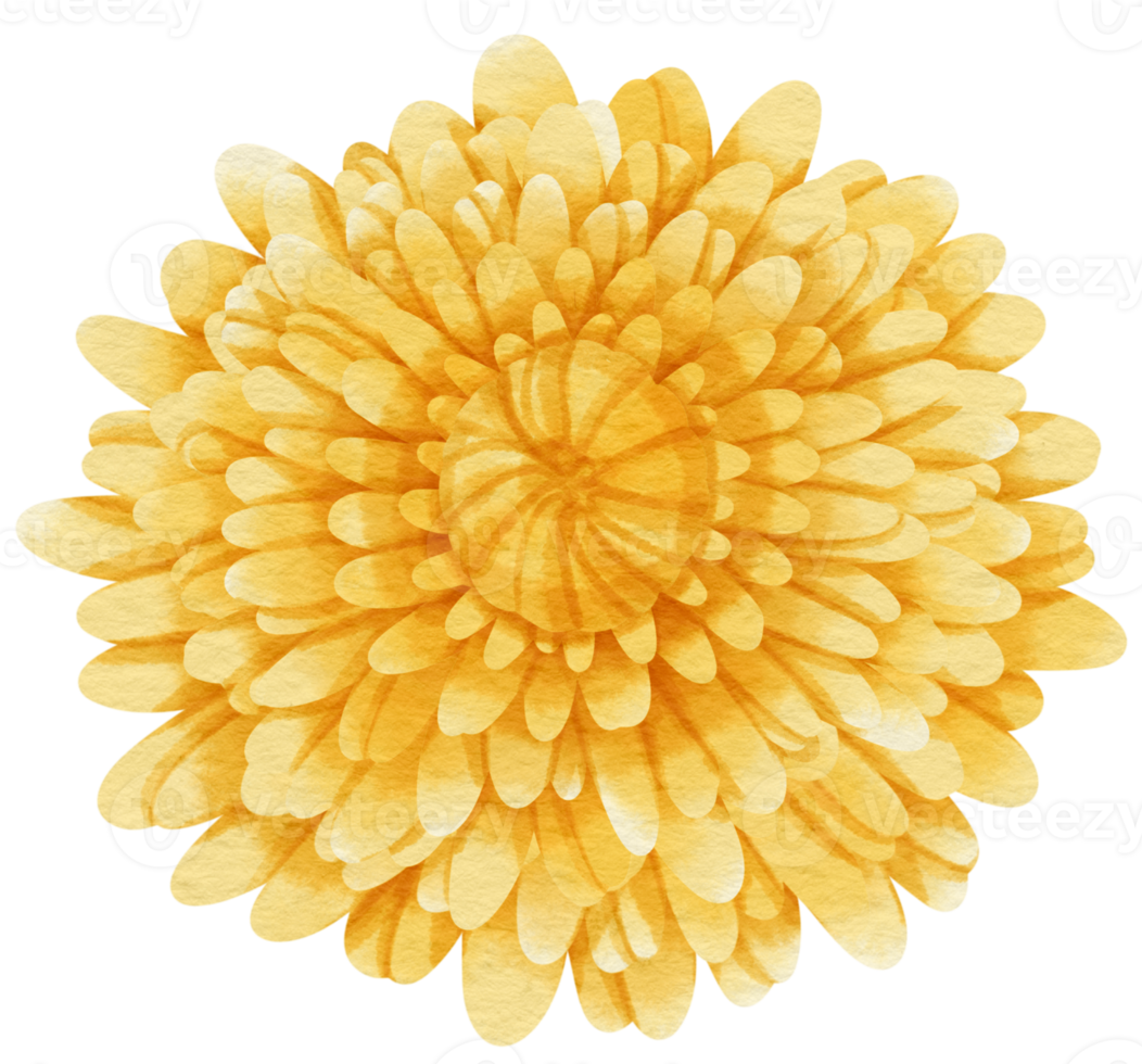 Yellow flower watercolor painted for Decorative Element png